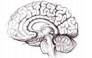 Brain